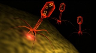 bacteriophage, Bi-Fi Biological Internet, bioengineering