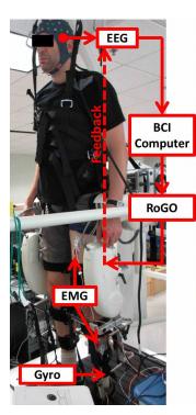 robotic leg prosthesis, robot, robotics, BCI RoGO System, artificial limbs, University of California