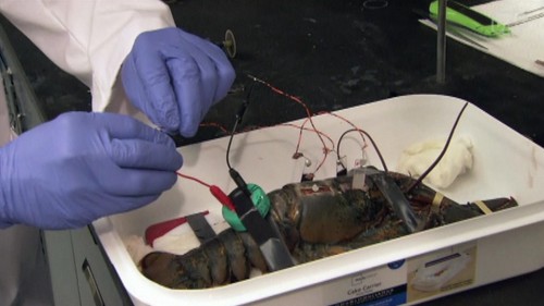technology in future, cyborg lobsters, futurist technology, medical technology, technology news, Clarkson University, medical implants, technology futurist, University of Vermont College of Medicine