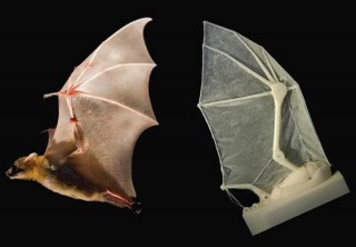 future, robotic bat, robotics, futuristic robots, future robots, Brown University, robotic bat wing, futuristic