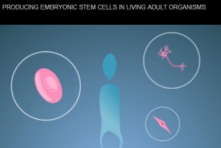 CNIO: Producing Embryonic Stem Cells In Living Adult Organisms, futuristic technology, future trends, health, future medicine