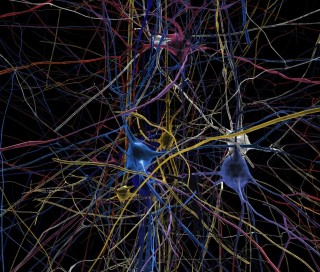 The Human Brain Project Has Officially Begun, Future Technology, neuroscience, robotics, future trends