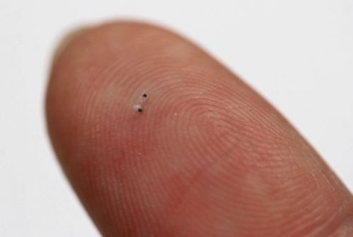 The Future of Medicine, Nanotechnology, Robotic Micro-Scallops Can Swim Through Your (Bodily Fluids) Eyeballs, Peer Fischer, Futuristic Technology, Microbots