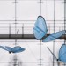 Festo, eMotionButterflies, Ultralight Flying Objects, Collective Behaviour, bionic butterflies, futuristic robot, flying robot, artificial insects, flying behaviour