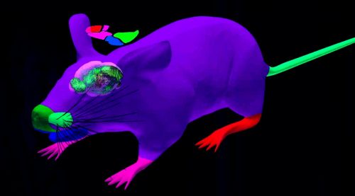 A Simulated Mouse Brain in a Virtual Mouse Body, Neurorobotics, Futuristic Technology, Neuroscience, Human Brain Project, HBP, Neurotechnology