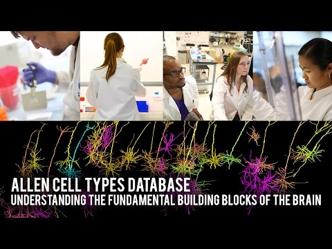 Neuroscience News: Allen Cell Types Database: Understanding the fundamental building blocks of the brain. Neurotechnology
