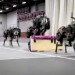 The Future of Robotics, MIT Cheetah Robot Lands The Running Jump, Futuristic Robots