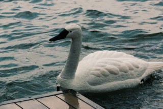 Futuristic, Robot Swans Bring New Advanced Technology To Water Testing, Future Technology