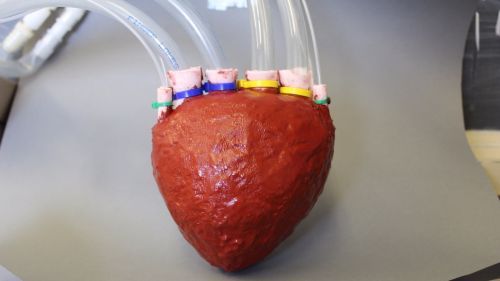 The Future of Medicine. Artificial Foam Heart Shows Potential For Future Custom Organ Replacement