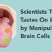 Scientists Turn Tastes On and Off by Manipulating Brain Cells, Futuristic Technology, Neuroscience