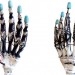 The Highly Biomimetic Anthropomorphic Robotic Hand. Cyborgization, Prosthetics, Zhe Xu and Emanuel Todorov, Artificial Limb Regeneration
