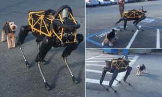 Real Dog vs Robot Dog: Boston Dynamics Robot Acts Like A Real Dog, Futuristic Robot, Boston Dynamics Spot, Google Robot, DARPA