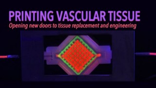 The Future of Medicine, Printing Vascular Tissue, Wyss Institute, Regenerative Medicine, 3D Bioprinting
